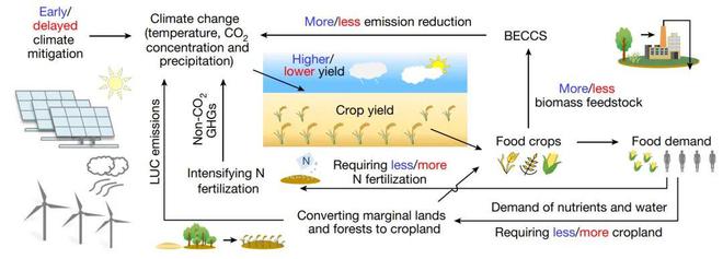 Nature!复旦大学发现使用生物能源作物或为应对气候和粮食的关必威 必威betway键(图2)